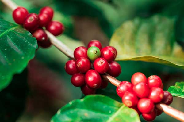 global journey of coffee