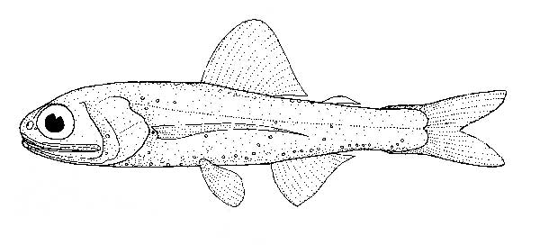 The Enigmatic Lanternfish: Unsung Heroes of the Deep Sea